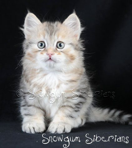 Picture Siberian kitten cute