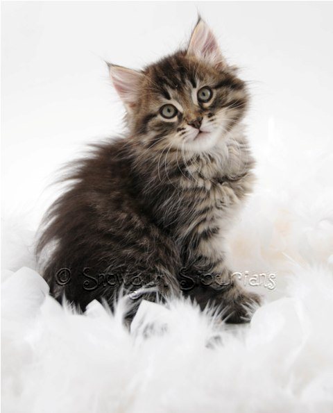 Siberian Cat and Kitten Colours