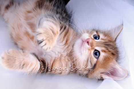 Picture Siberian kitten