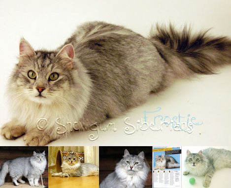 Frostie- Snowgum Siberian Cat