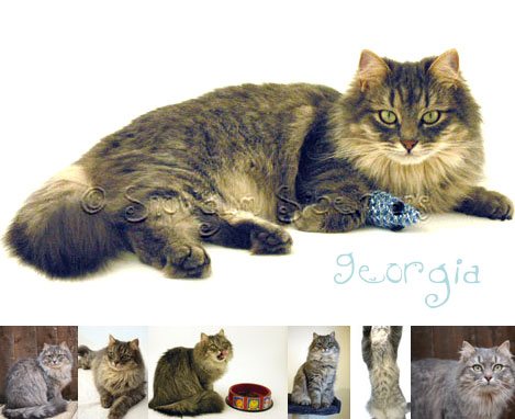 Picture of Georgia- Siberian Cat