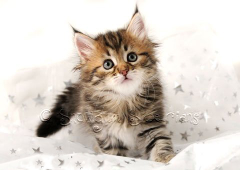 Picture Hypoallergenic Siberian kitten