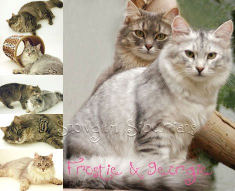 Picture of Georgie and Frostie- Snowgum Siberian Cats