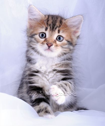 Picture Siberian kitten sydney
