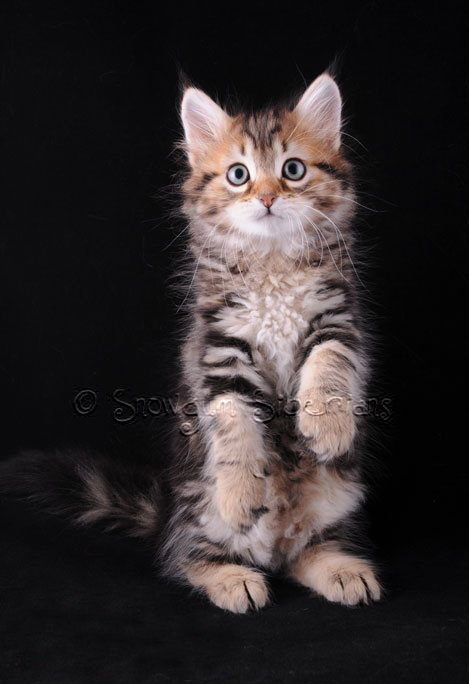 Picture Siberian kitten