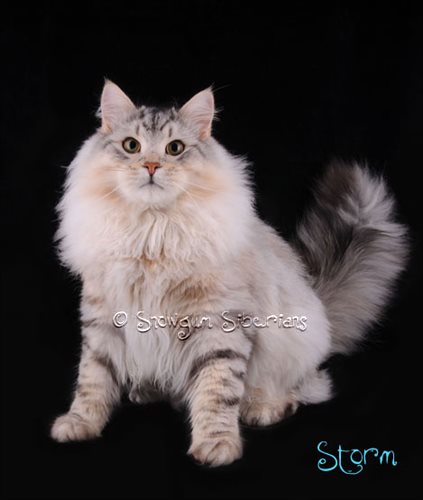 Picture Silver Siberian Cat
