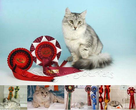 Champion Frostie- Siberian Cat