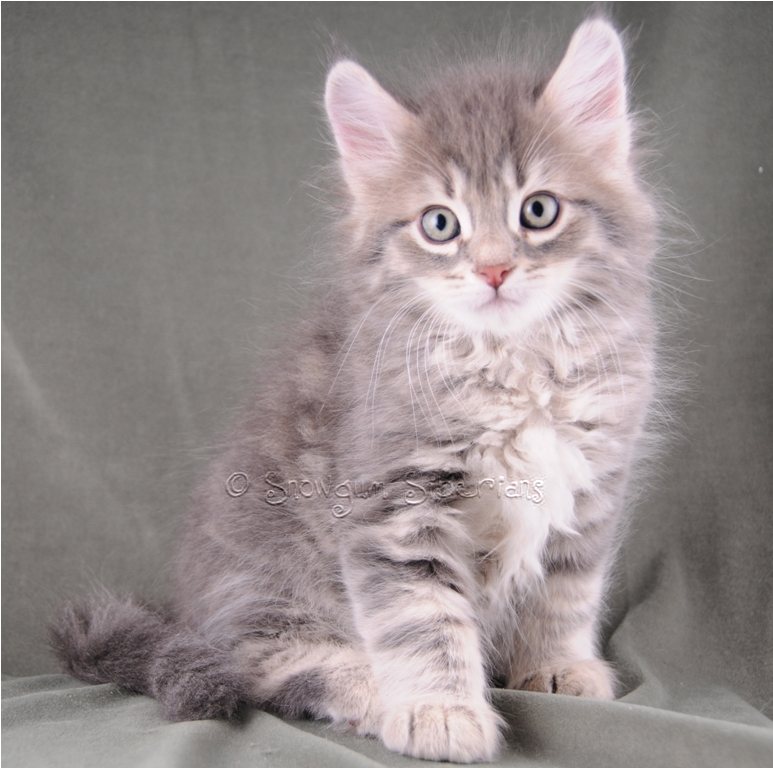 Blue Classic Tabby Siberian Kitten Hamish