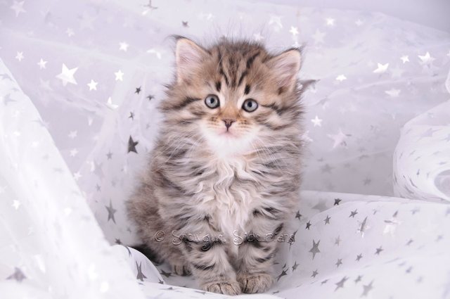 Brown Spotted Tabby Siberian Kitten Zaviska
