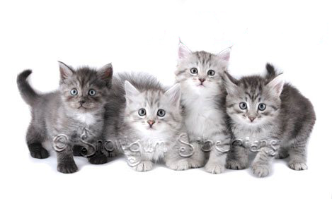 4 Silver Snowgum Siberian Kittens