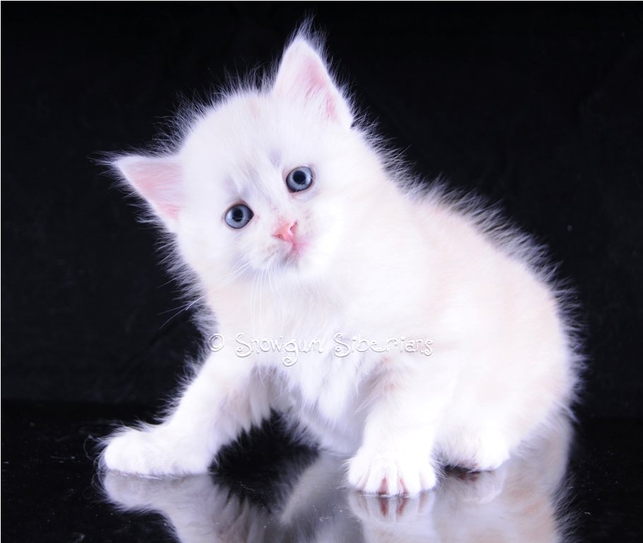 Red Silver Classic Tabby Siberian Kitten Leon