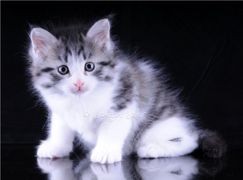 Silver Spotted Tabby and White Siberian Kitten