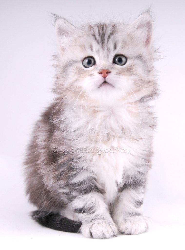Silver Classic Tabby Siberian Kitten Xena