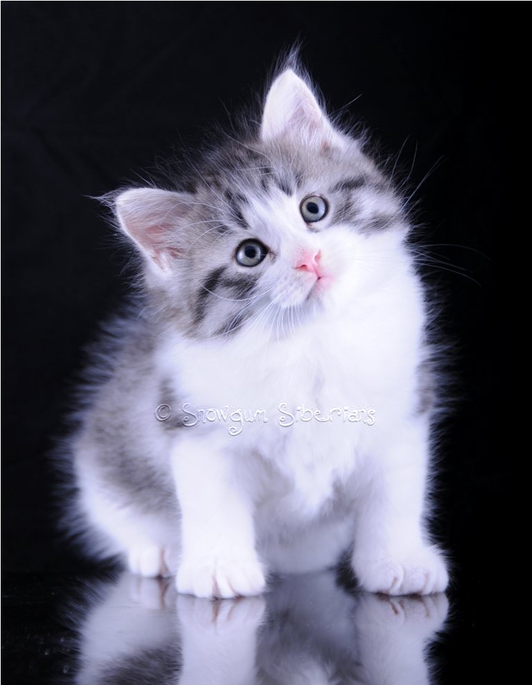 Silver Spotted Tabby and White Siberian Kitten 