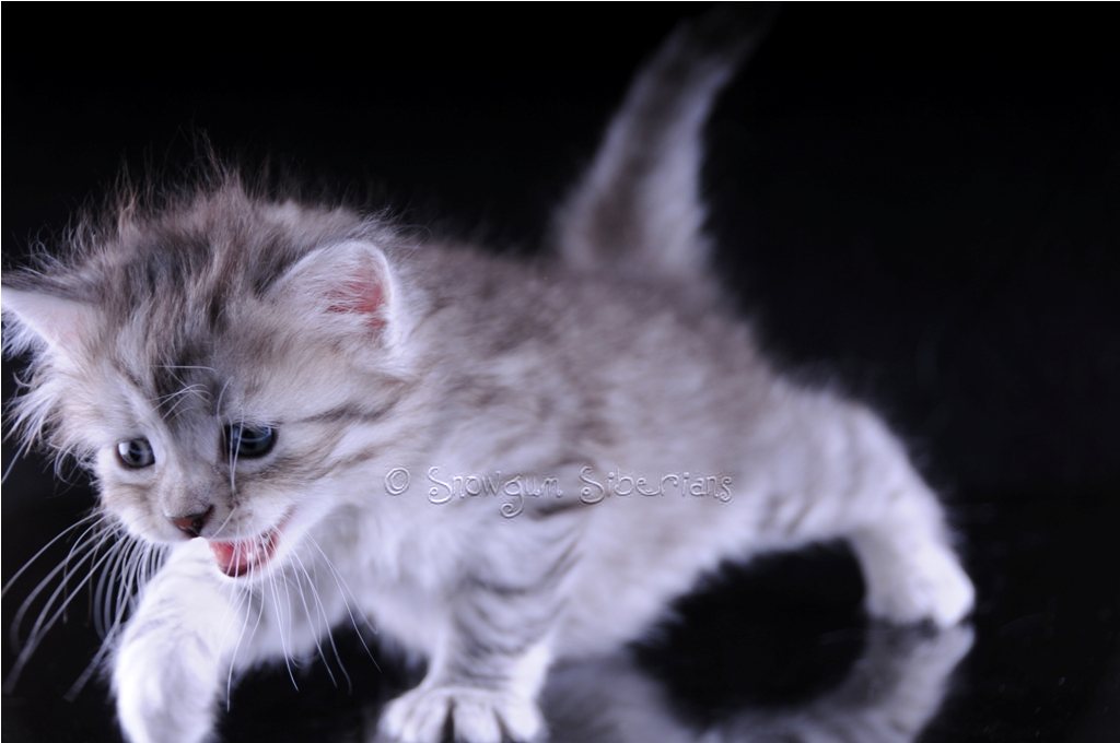 Silver Spotted Tabby Siberian Kitten Jessie