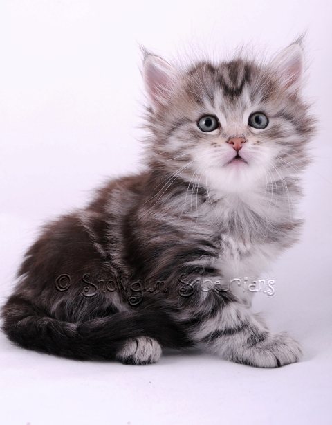Classic Tabby Siberian Kitten Astro