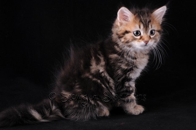 Classic Tabby Siberian Kitten Poppy