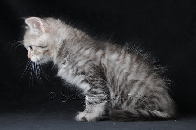 blue tabby siberian cat