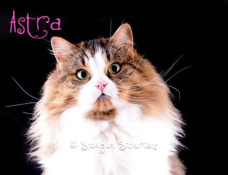 Russian siberian cat Astra