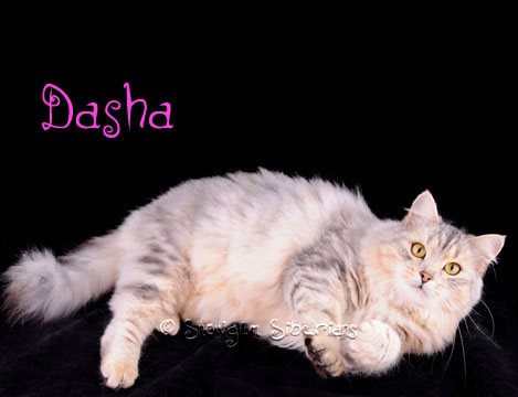 Silver siberian cat Dasha