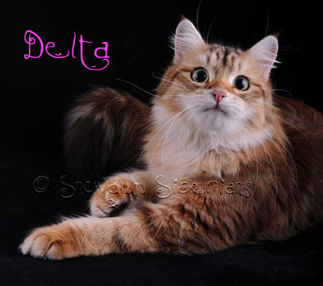Siberian Cat CH Delta Diva Siberia.