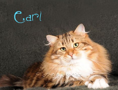 Siberian Cat Earl