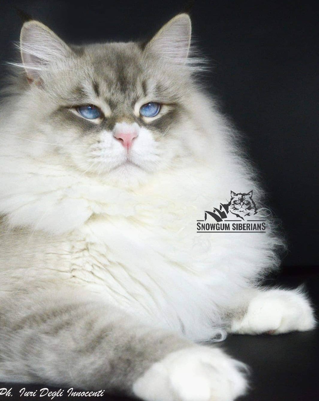 Blue Tabby Point and White Neva Masquerade Cat