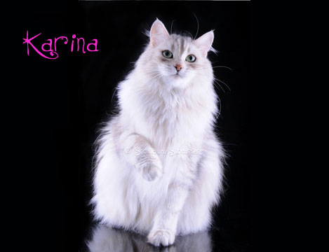 Siberian Cat Rossity Karina.