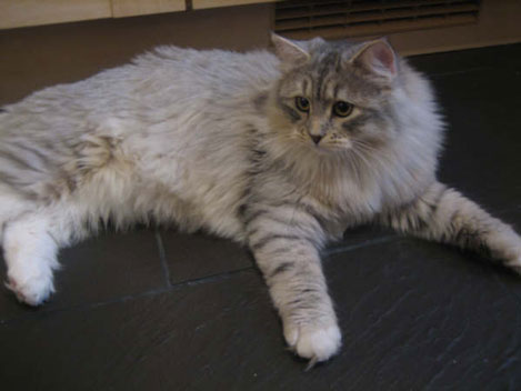 Snowgum Lakarri & Nanuuk.