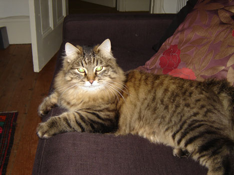 Snowgum Duke aka Otto.