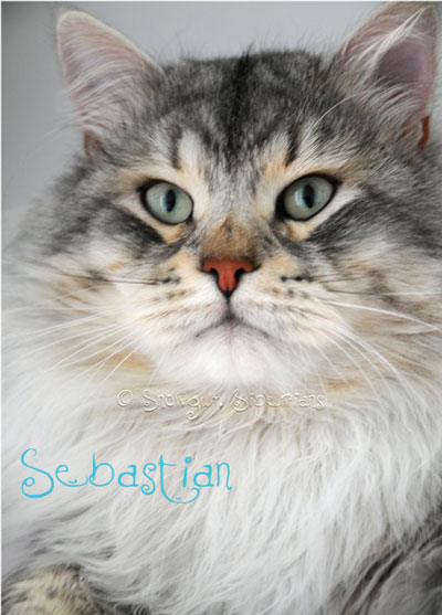 Silver shaded siberian kitten Sibaris Sebastian