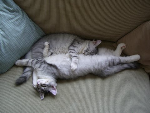 Snowgum Sterling and Denali.