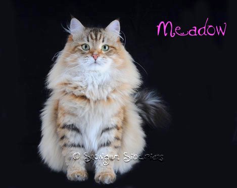 Russian siberian kitten Sibaris Tavolga