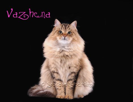 Brown spotted siberian cat Vazhena Sladkoe Pyatnyshko