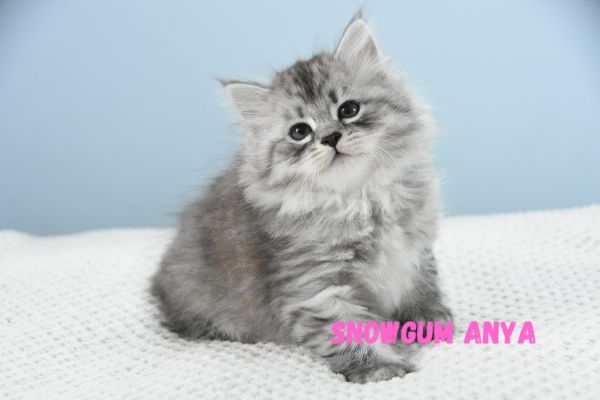 Available Siberian Kittens 2024